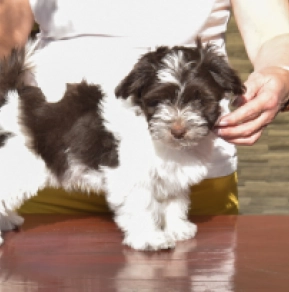 Billy, white with Chocolate markings Havaneser Welpen kaufen
