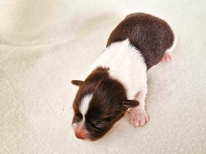 Havanese puppy for sale