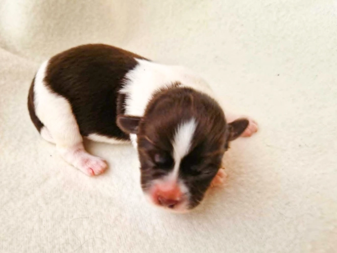 Havanese puppy for sale