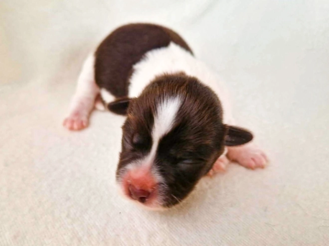 Havanese puppy for sale