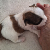 Alfi, sable and white Havanese for sale