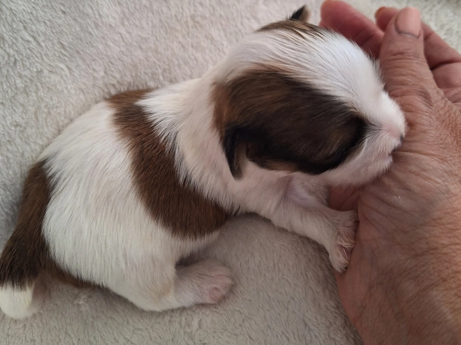 Havanese puppy for sale