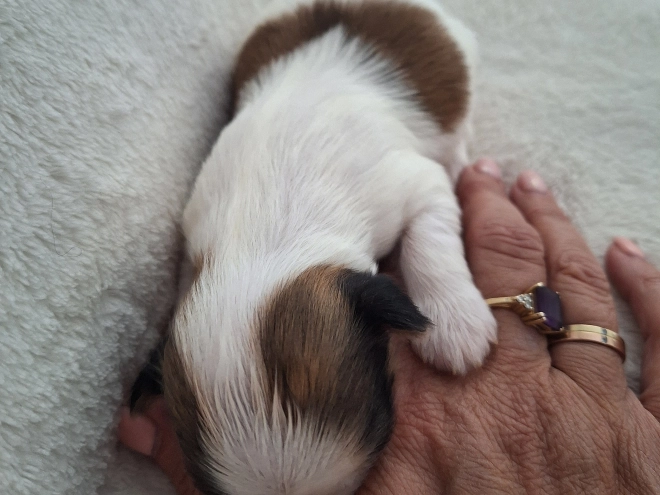 Havanese puppy for sale