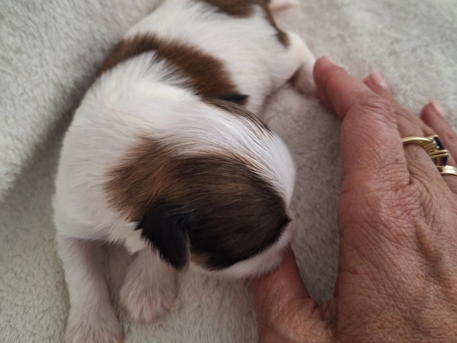 Havanese puppy for sale