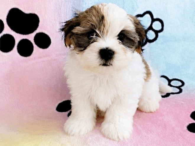 Havanese puppy for sale