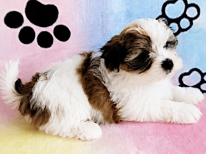 Havanese puppy for sale
