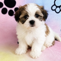 Alfi, sable and white Havanese for sale