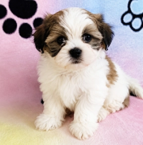 Havanese puppy for sale