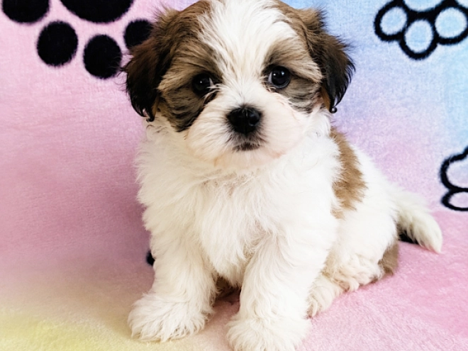 Havanese puppy for sale