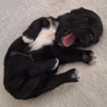 Andy, black Havanese for sale