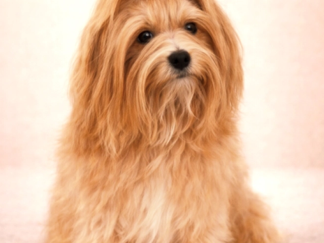 Havanese puppy for sale