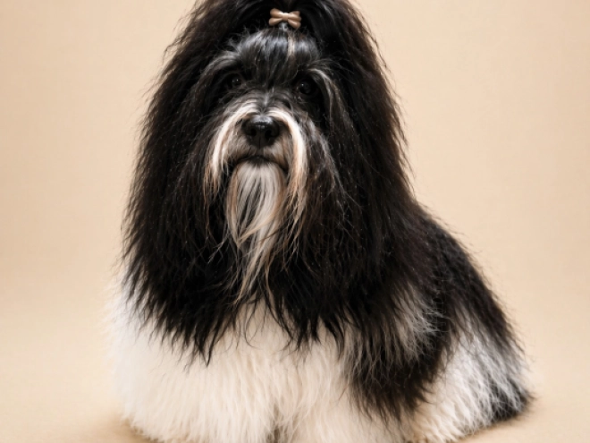 Havanese puppy for sale