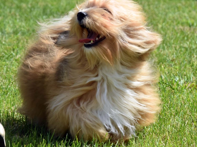 Havanese puppy for sale