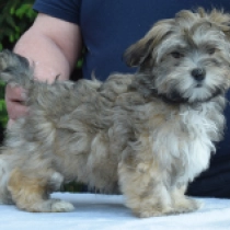 Lovedy, sable Bichón Habanero en venta