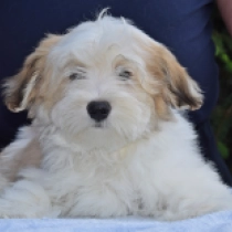 Axel, white and beige Havaneser Welpen kaufen