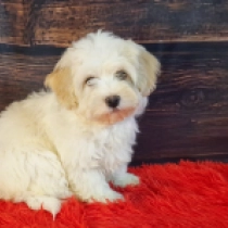 Alaska, cream white Havanese for sale