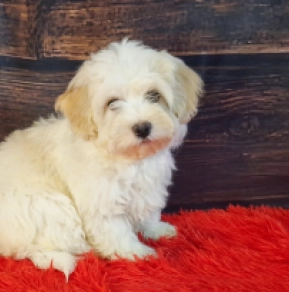 Havanese puppy for sale