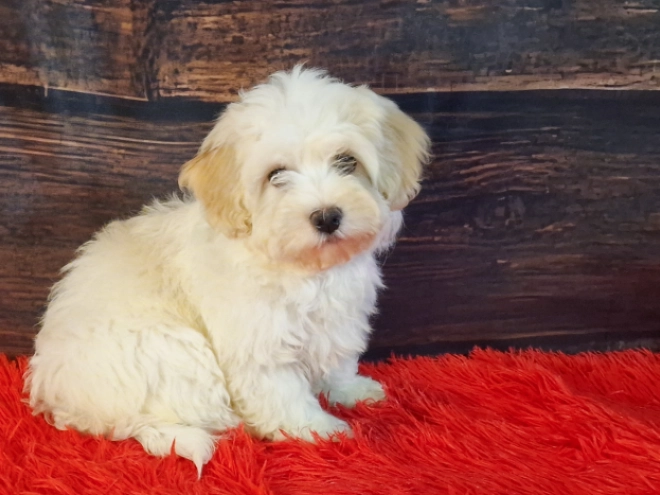 Havanese puppy for sale