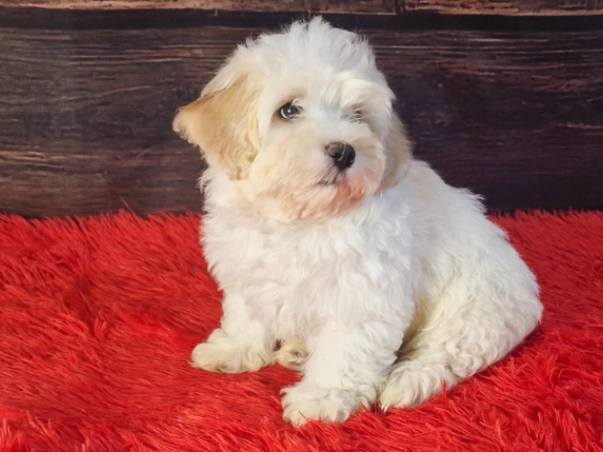 Havanese puppy for sale
