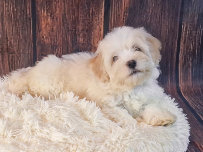 Havanese puppy for sale