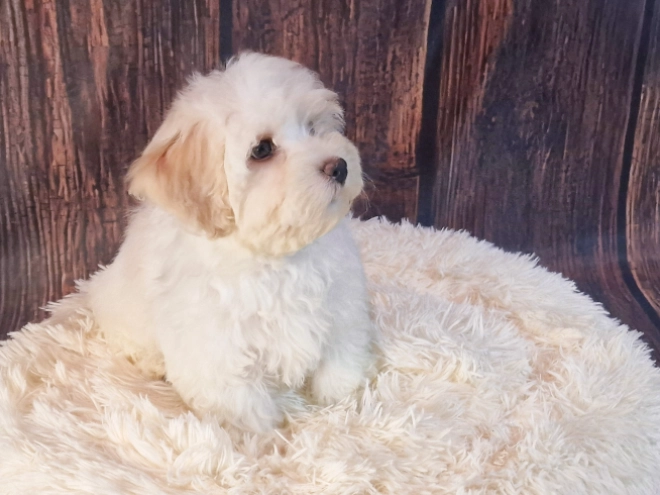Havanese puppy for sale