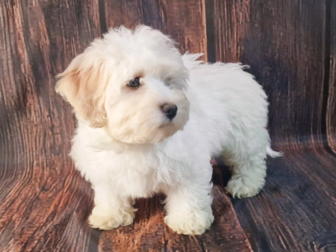 Havanese puppy for sale