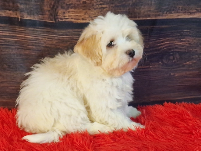 Havanese puppy for sale
