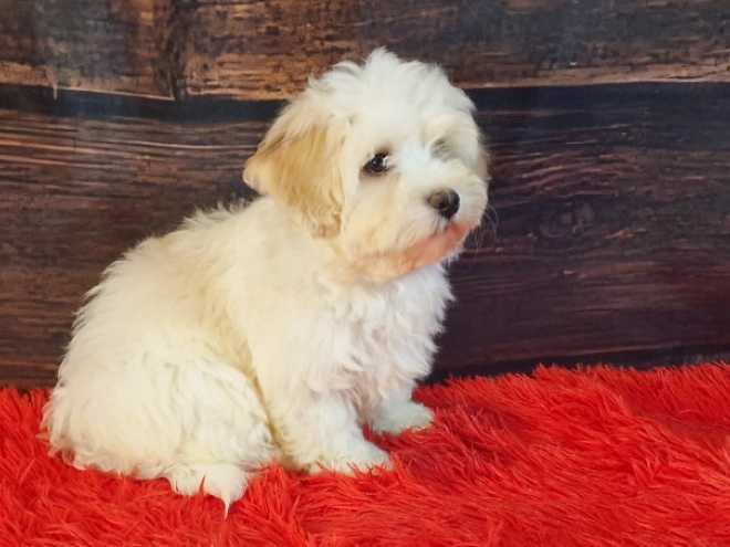 Havanese puppy for sale