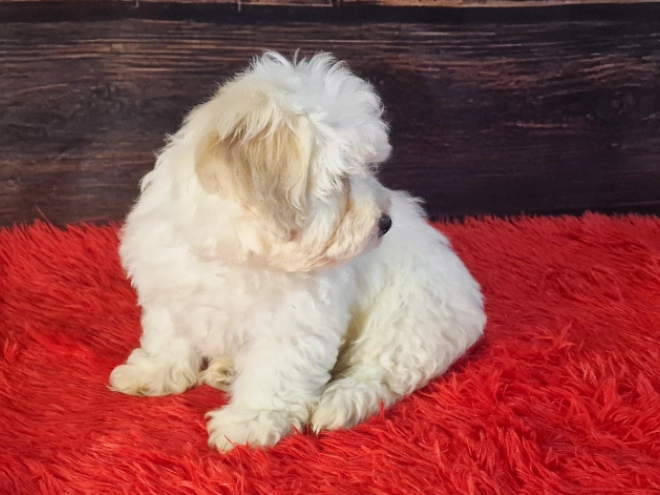 Havanese puppy for sale