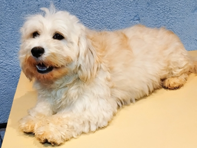 Havanese puppy for sale