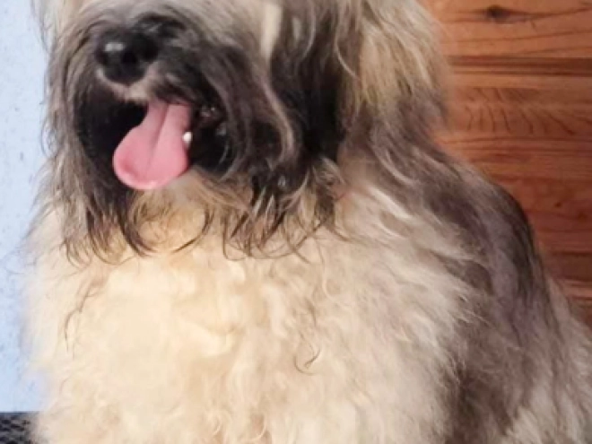 Havanese puppy for sale