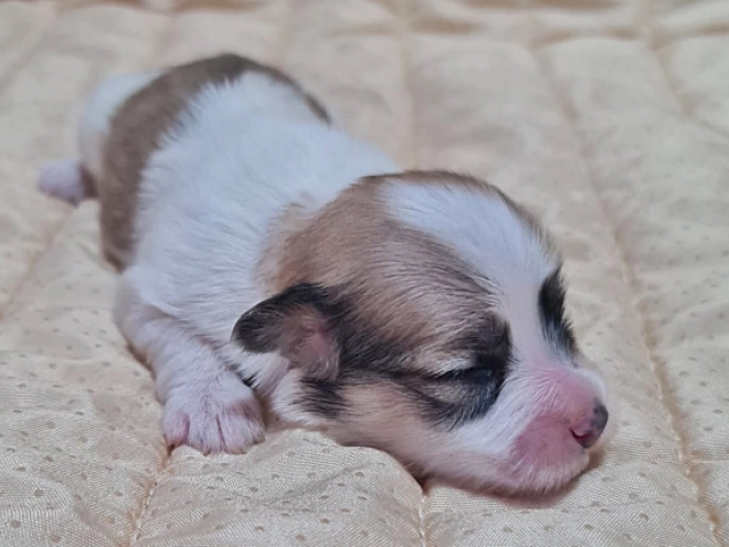 Perros Bichón Habanero en venta