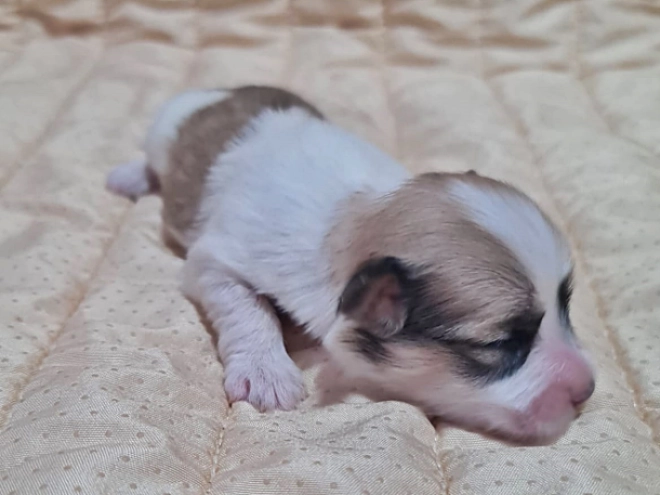 Perros Bichón Habanero en venta