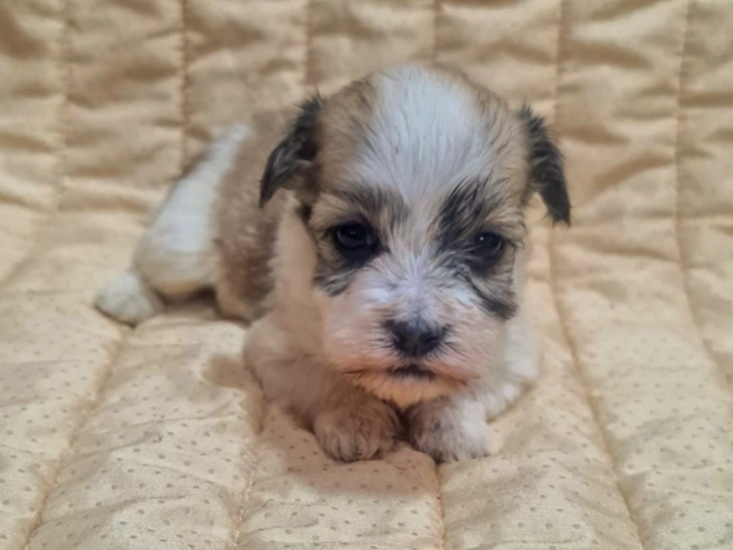 Perros Bichón Habanero en venta