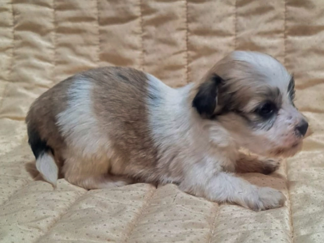 Perros Bichón Habanero en venta