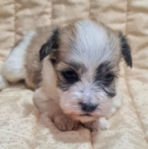 Perros Bichón Habanero en venta