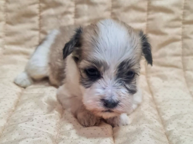 Perros Bichón Habanero en venta