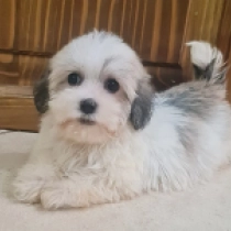 Twiggy, red white Bichón Habanero en venta