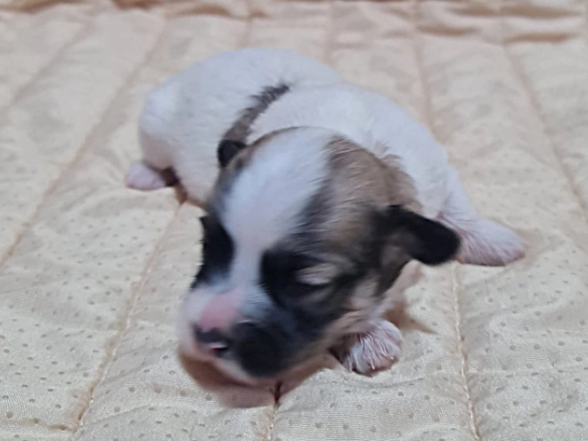 Perros Bichón Habanero en venta