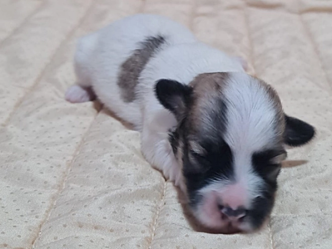 Perros Bichón Habanero en venta