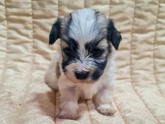Perros Bichón Habanero en venta