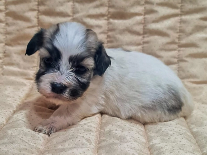 Perros Bichón Habanero en venta