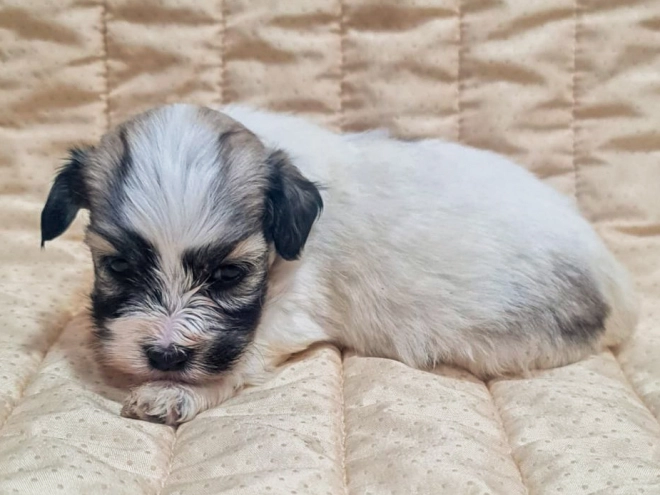 Perros Bichón Habanero en venta