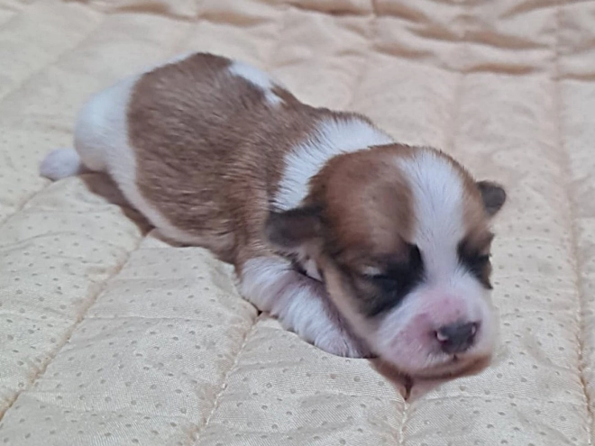Havanese puppy for sale