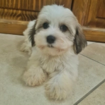 Bugsy, red white Bichón Habanero en venta