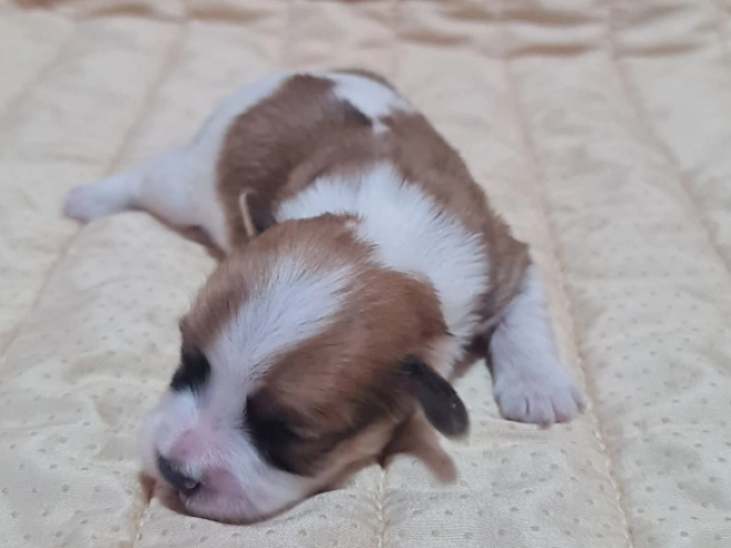 Havanese puppy for sale