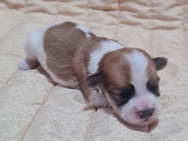 Havanese puppy for sale