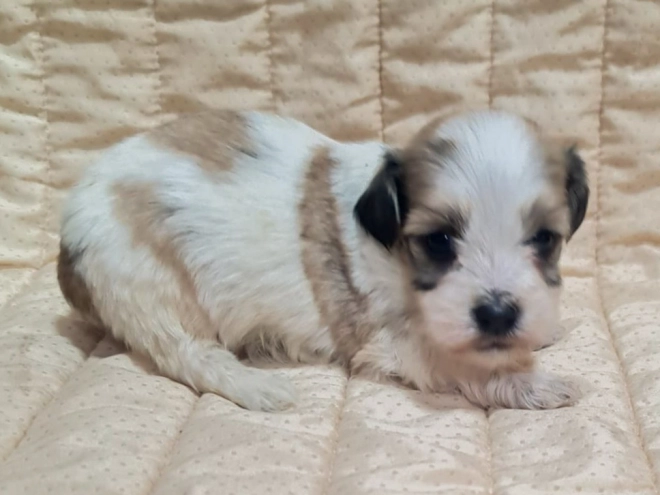 Havanese puppy for sale