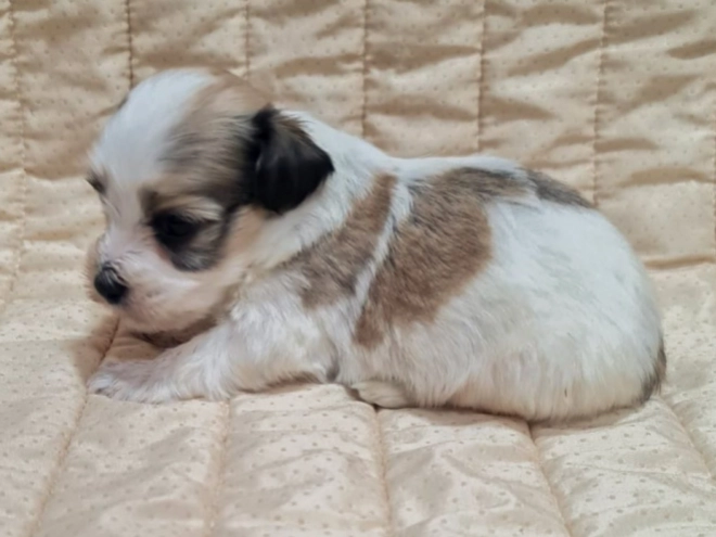 Havanese puppy for sale