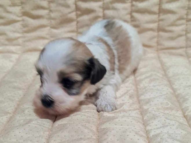 Havanese puppy for sale